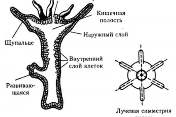 Кракен картель