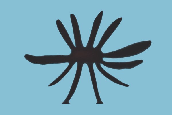 Kraken вход